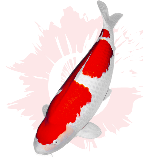 「カッコイイ」「おいしい」「面白い」「おもてなしの心」が大集結！！