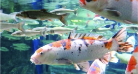 世界錦鯉サミット